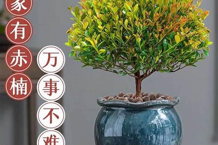 小叶赤楠用什么肥料