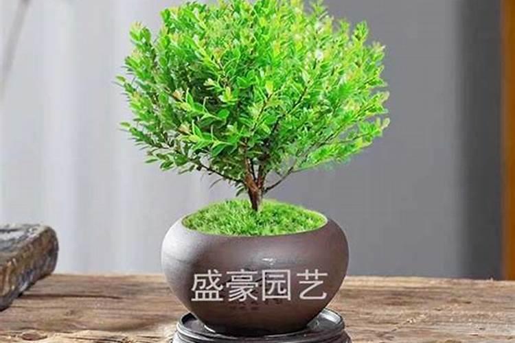 小叶赤楠养护方法