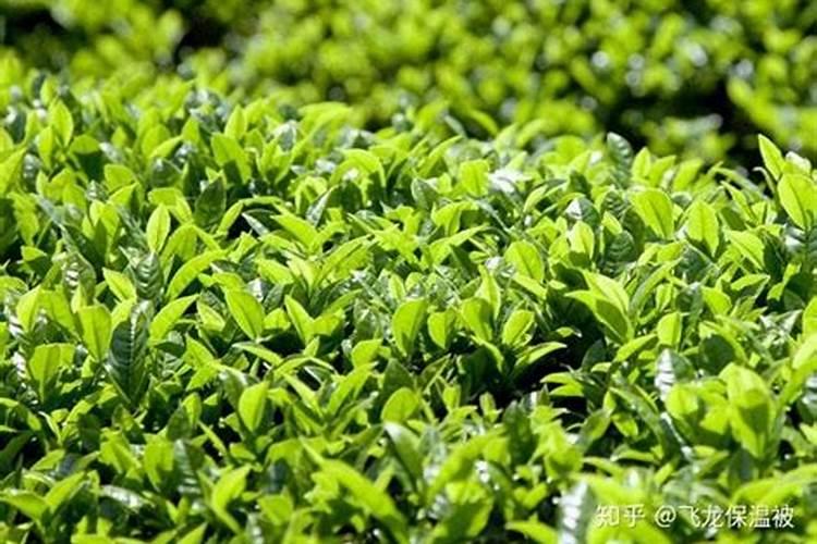 茶叶什么时候施肥最好茶叶施肥要适当