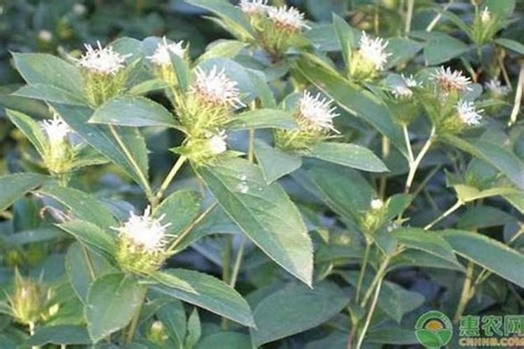 种植苍术用什么肥料