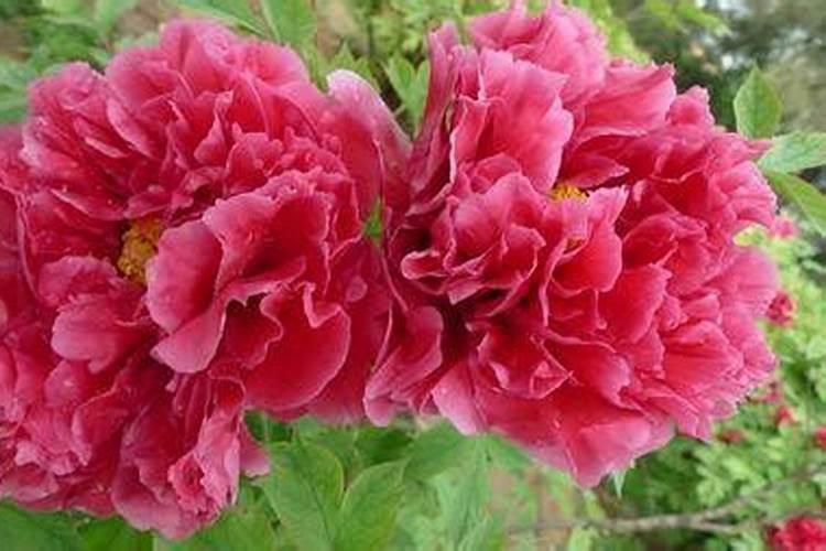 牡丹花怎么养护和施肥