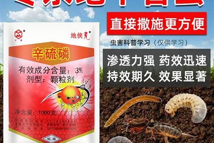 玉米地地老虎怎么治,