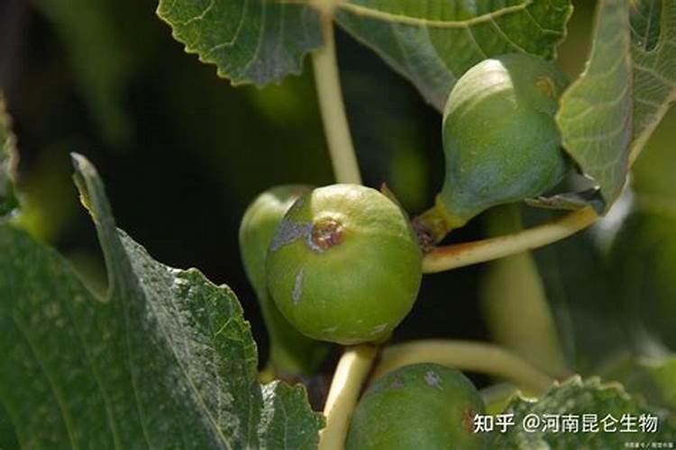 无花果如何施肥