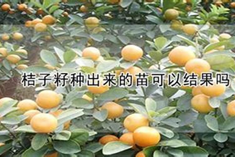 桔子树施什么肥最好,适合用什么肥料