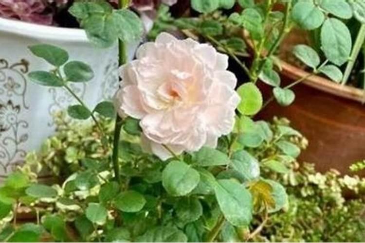 月季花的养殖方法和条件