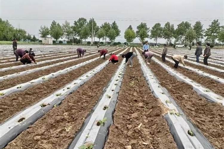 烟草复合肥的氮磷钾比例是多少？四川宜宾当地烤烟移栽的基肥有哪些量是...