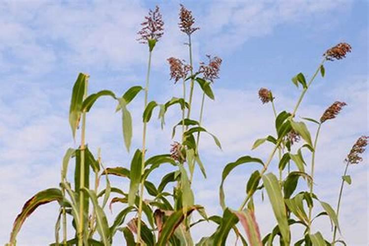 平菇高粱原种里面加多少磷酸二氢钾合适？