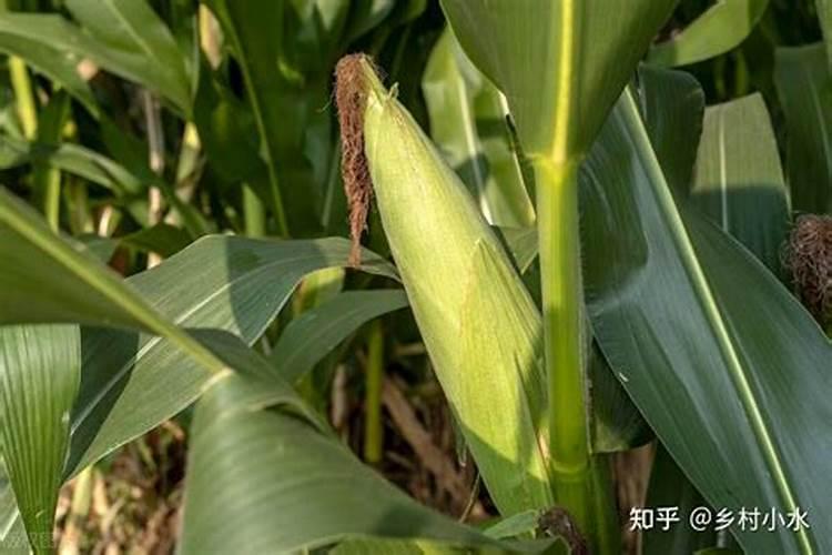 小麦返青期管理重点 返青期可以喷施磷酸二氢钾吗