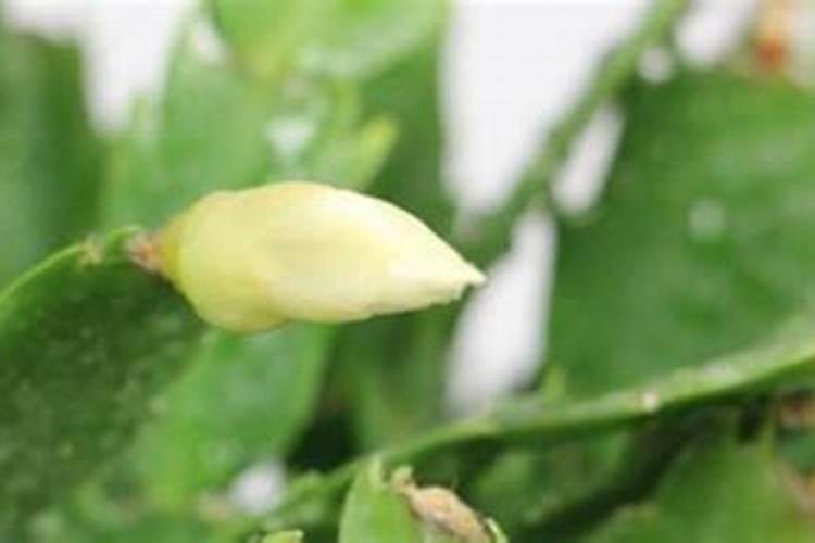 蟹爪兰开花时能施肥吗