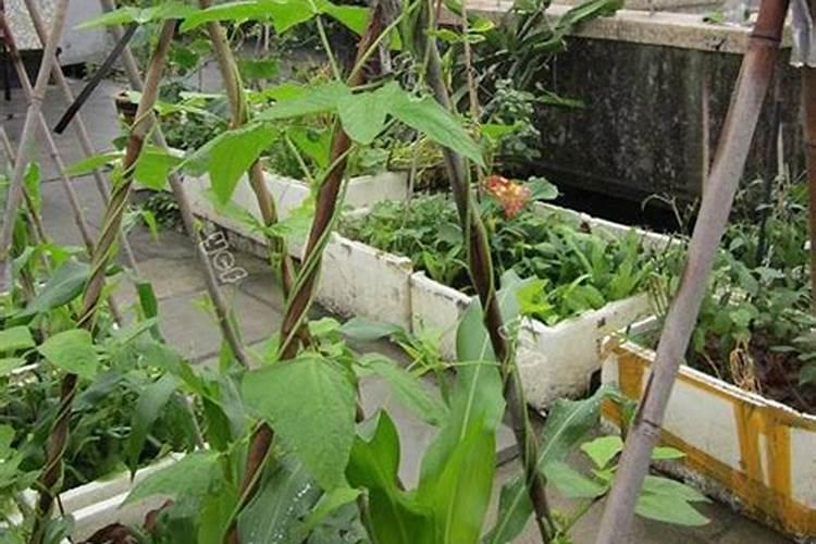 豆角施肥过量枯萎了还能恢复吗？