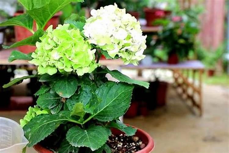 种菜用什么复合肥比较好 速效复合肥怎样给蔬菜施肥