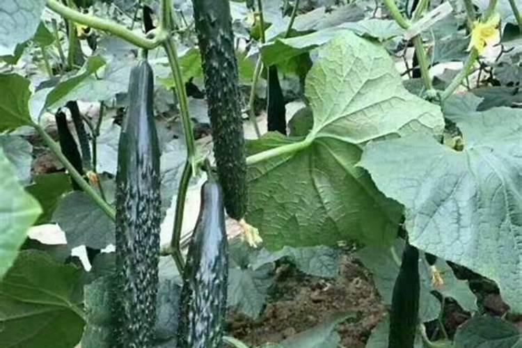 黄瓜用平衡肥好还是高钾肥 黄瓜用什么肥料好
