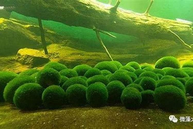 豌豆高产种植技术 豌豆怎么施肥