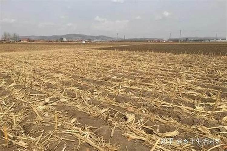 什么是“腐熟的豆饼水”？怎么做才能用来浇花呢？
