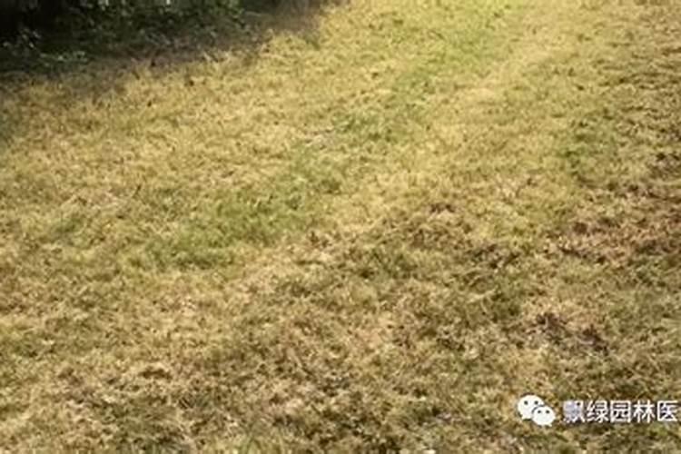 草皮用什么肥料比较好