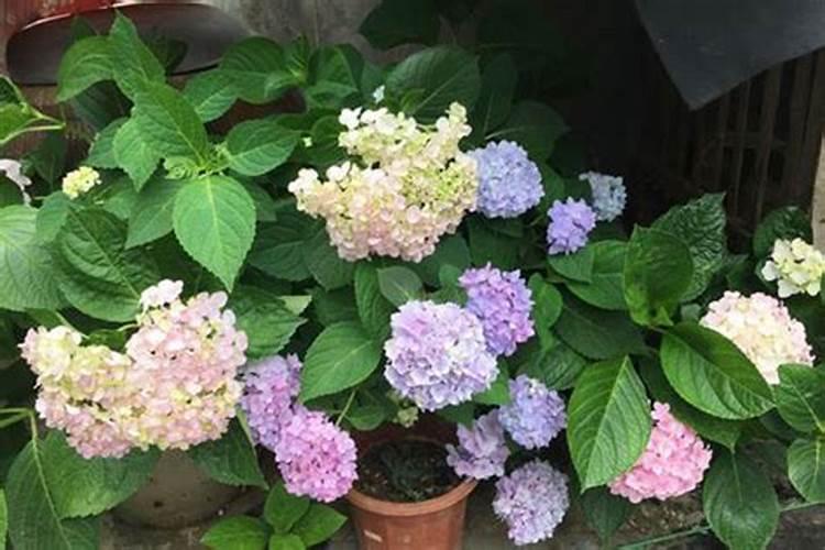 绣球花施肥用什么肥