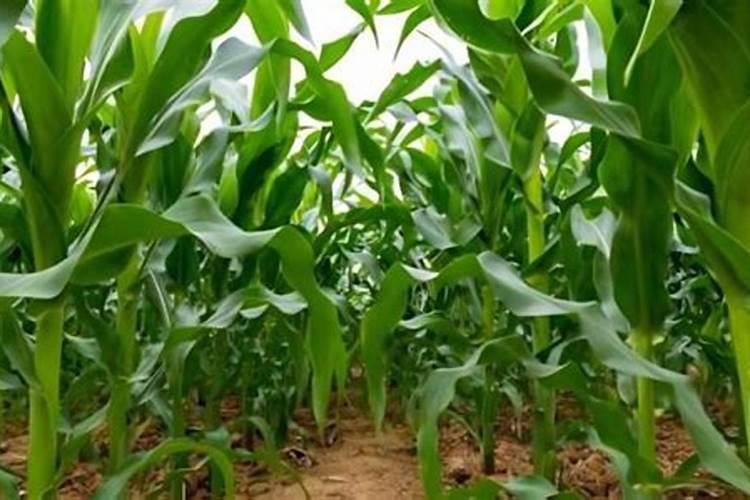 小玉米苗十天施一次肥行吗？