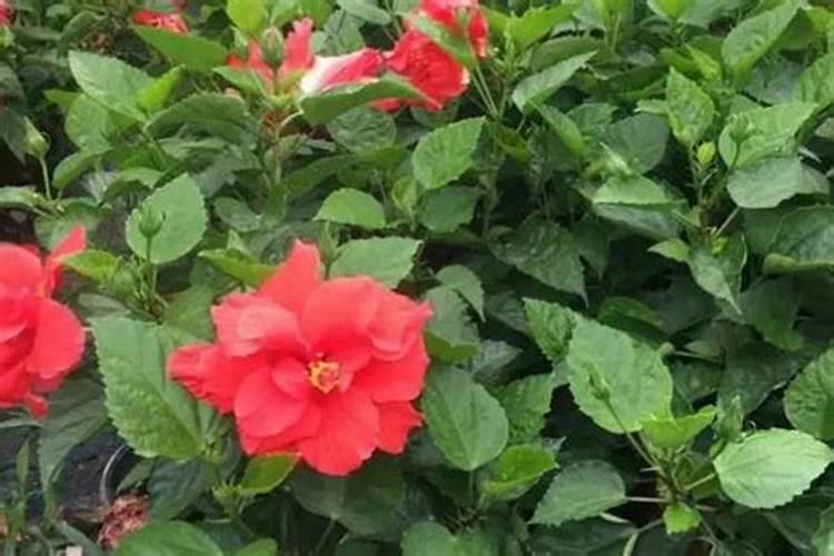朱槿花培植方法