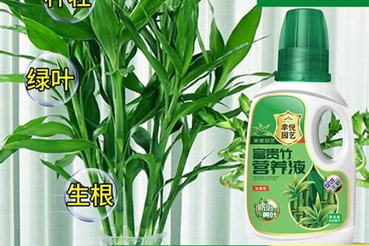 绿竹叶子黄了应该怎么办