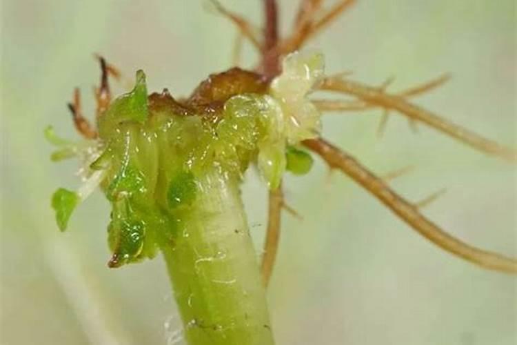 请问:植物施什么肥料能促成叶子生长？
