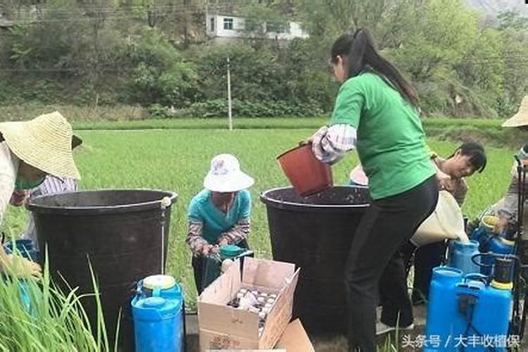 火龙果开花要施什么肥