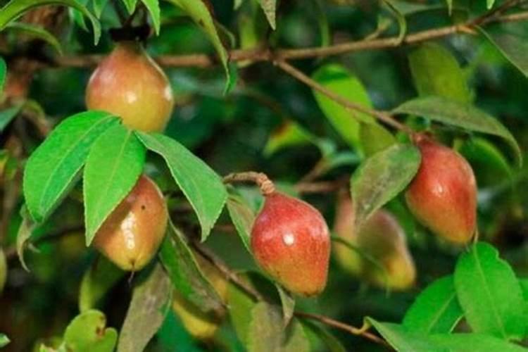 油茶施什么肥最好