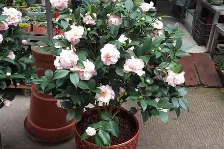 茶花施什么肥最好