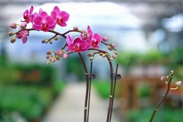 蝴蝶兰长花剑怎么施肥