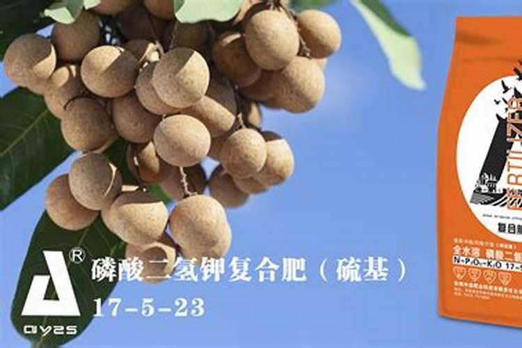 龙眼树采果前采果后怎样施肥