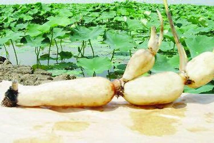 状元薯怎样种植？