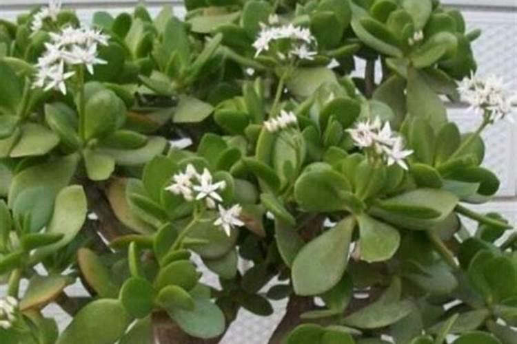 玉树开花需要施什么肥