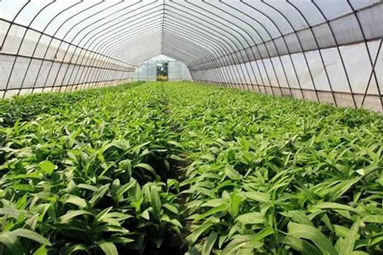 空心菜用什么叶肥好