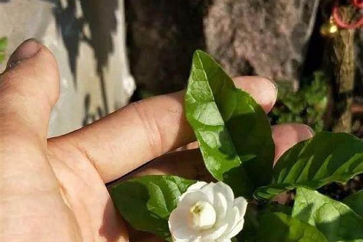 茉莉花施什么肥开花多