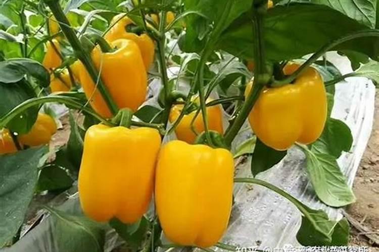 施肥后需要立刻浇水吗