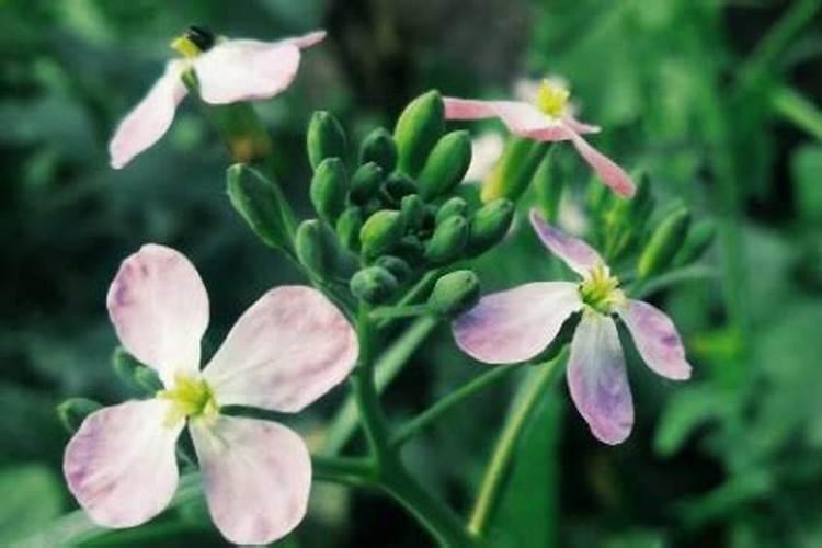 微生物菌肥生产厂家