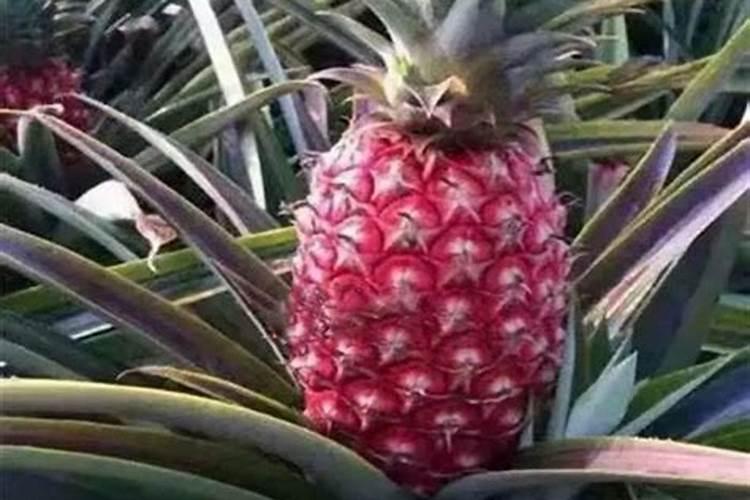 观赏凤梨施肥有何方法