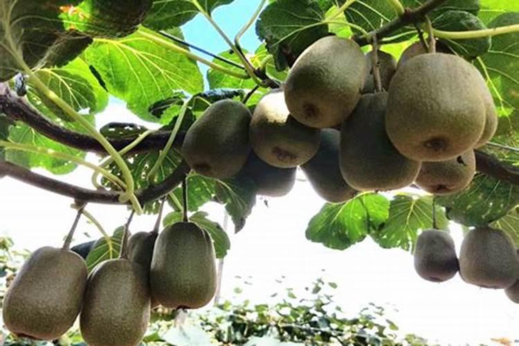 软枣猕猴桃采摘后追肥