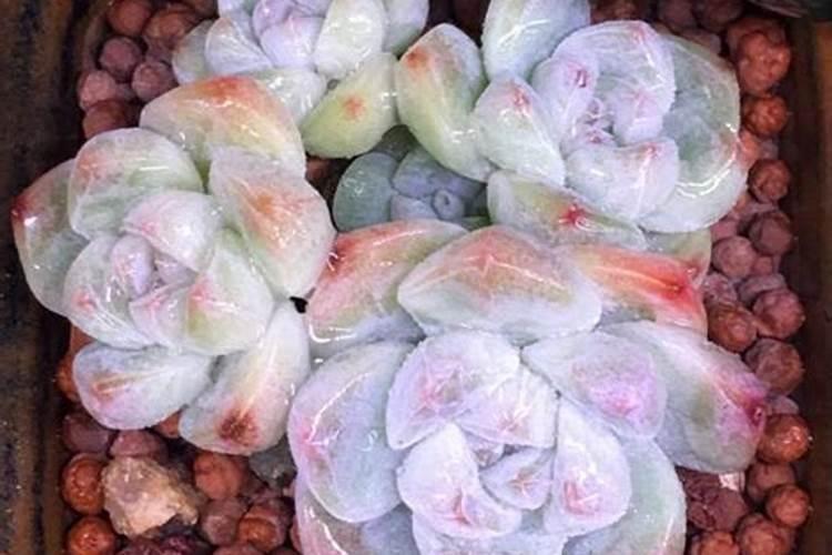 多肉施肥时,N肥效果是,p肥效果是,k肥效果是？