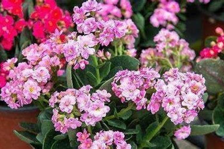 复合肥可以浇长寿花吗