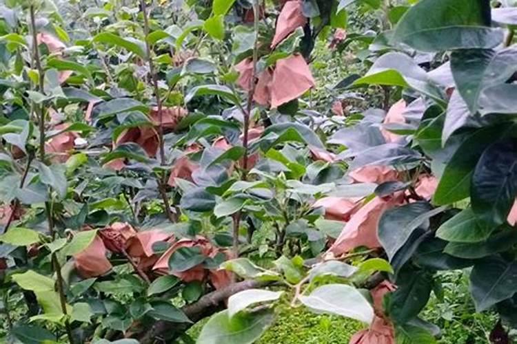 苹果树被化肥烧根了怎么办呢？