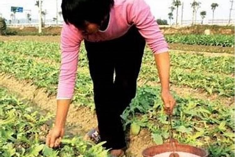 蔬菜防止倒春寒的措施有哪些？