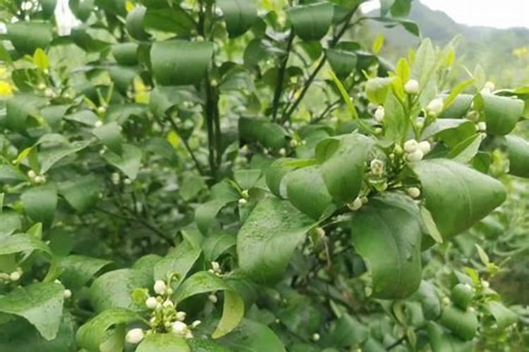 西红柿滴灌用多少间距的合适