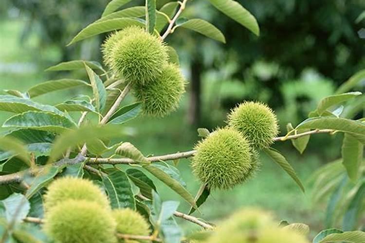 大棚甜瓜栽植技术