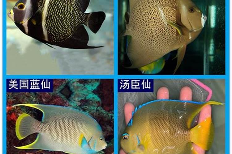 鱼蛋白放多了会烧根吗