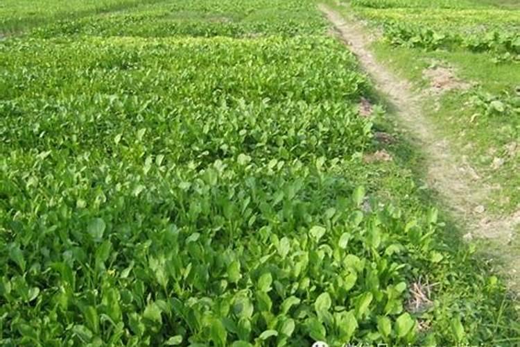 油菜施肥用什么肥料
