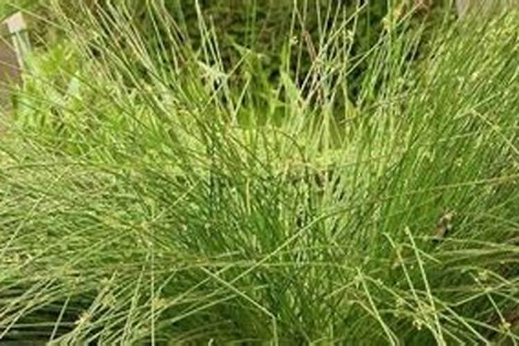 灯心草的种植方法