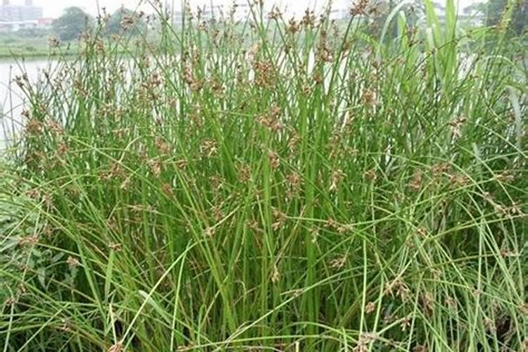 灯芯草种植抆术灯芯草枯死原因