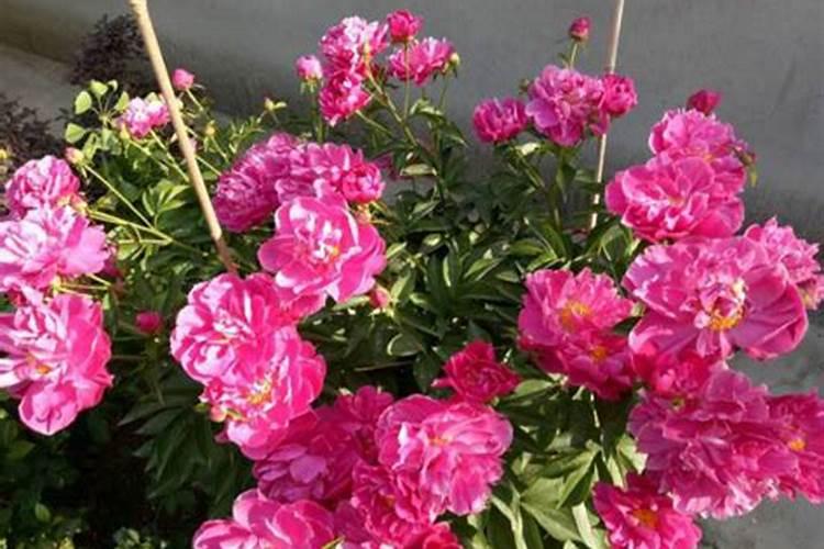 芍药施什么肥最好