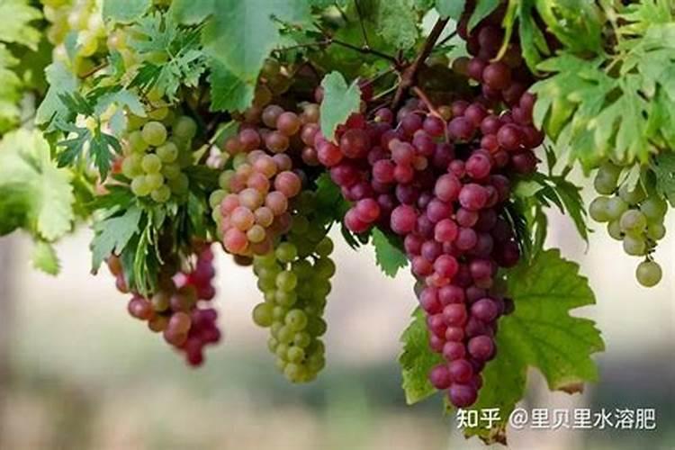 葡萄树使用什么肥料能长根