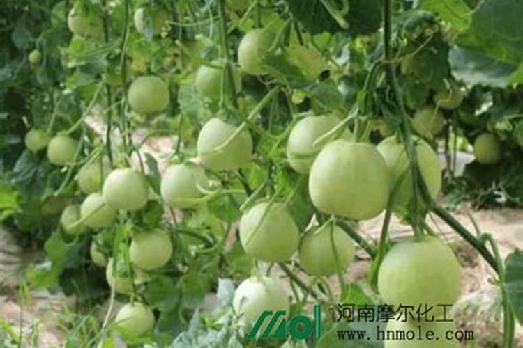 氨基酸水溶肥能和钙肥一起喷施吗